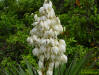 Image - Spanish bayonet, Yucca aloifolia flowers