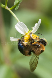 Southern carpenter bee - Male