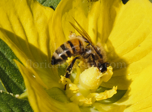 Honey bee (Apis mellifera)on a flower