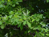 Titi (Cyrilla racemiflora)