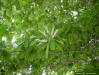 Titi (Cyrilla racemiflora) tree