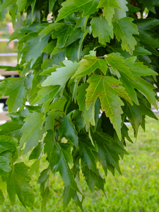 Silver maple leaves