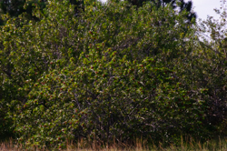 Brazilian Pepper Tree - Schinus terebinthifolius