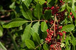 Brazilian pepper tree leaf and ripe red berries