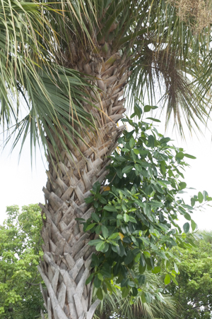 Detail of sabal palm tree showing "boots"