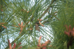 Close-up of sand pine pollen cones