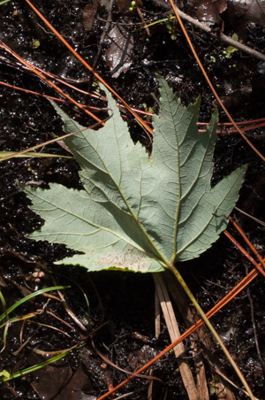 Underside of Silver maple leaf