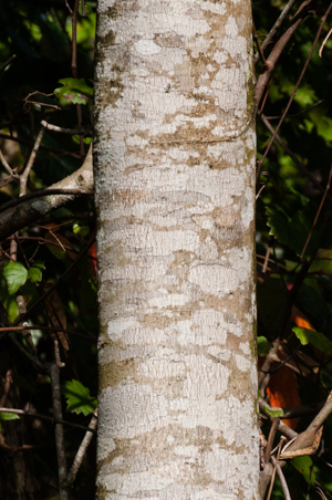 Bark of the Silver maple tree