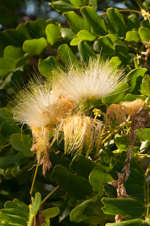 Woman's tongue tree - flower detail image