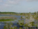 Wet Prarie during the wet season
