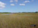 Wet prairie during the dry season