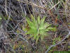 Yellow Butterwort (Pinguicula lutea)