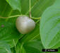 Air potato (Dioscorea bulbifera)