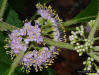 American Beautyberry (Callicarpa americana L.)