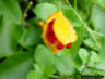 Balsam apple fruit