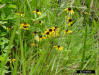 Black-eyed Susan