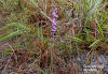 Blazing Star (Liatris tenuifolia) plant