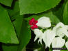 Bleeding Heart Vine (Clerodendrum thomsoniae) closeup