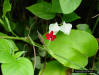 Bleeding Heart Vine (Clerodendrum thomsoniae)