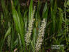 Bowstring Hemp, Mother-in laws tongue (Sansevieria hyacinthoides)