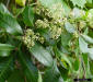 Brazilian Pepper flowers