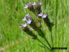 Brazilian Vervain flowers (Verbena brasiliensis)