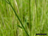 Brazilian Vervain (Verbena brasiliensis) flower stalk