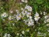 Rice button Aster (Symphyotrichum dumosum) plant