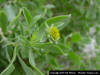 Bushy Seaside Oxeye flower 