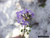 Canadian Toadflax Flower (Linaria canadensis (L.)Chaz.)