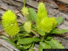 Candyroot (Polygala nana)