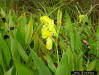 bandana of the Everglades(Canna flaccida Salisb.)