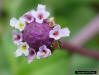 Capeweed ( Phyla nodiflora ) flower detail