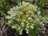 Carolina Redroot flower detail