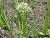 Carolina Redroot (Lachnanthes caroliana)