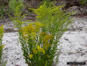 Chapman's Goldenrod (Solidago odora Aiton  var. chapmanii)