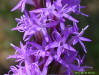 Chapman's gayfeather flower detail