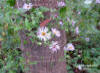 Image - Climbing Aster (Aster carolinianus)