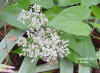 Climbing Hempvine (Mikania scandens)