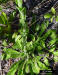 Florida Paintbrush foliage