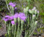 Florida Paintbrush - Carphephorus corymbosus