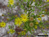 Coastalplain Goldenaster (Chrysopsis scabrella)