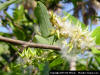 Image - Coastalplain Willow flower detail.