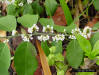 Coin Vine (Dalbergia ecastaphyllum (L.)Taub)