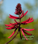 Coral bean flower