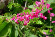 Coral Vine (Antigonon leptopus)