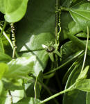 Corky-stem Passionvine (Passiflora suberosa)