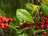 Image - Dahoon Holly leaf detail