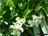 Devil's Potato (Echites umbellata Jacquin)