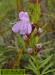 Lakela's mint flower detail